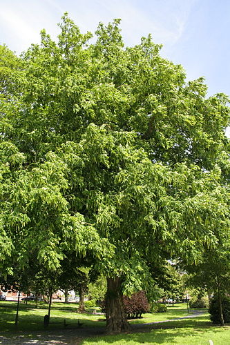 pterocarya fraxinifolia